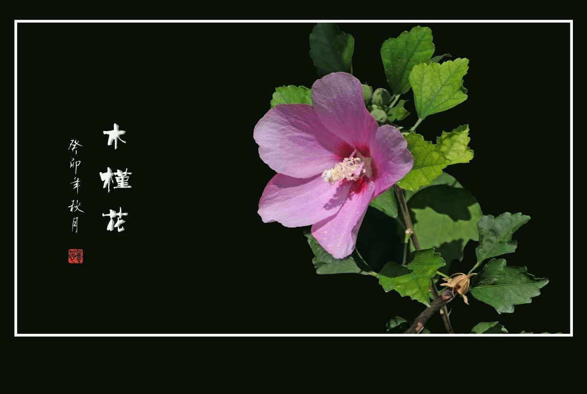 朝开夕合枝头俏，夏末秋初不争春