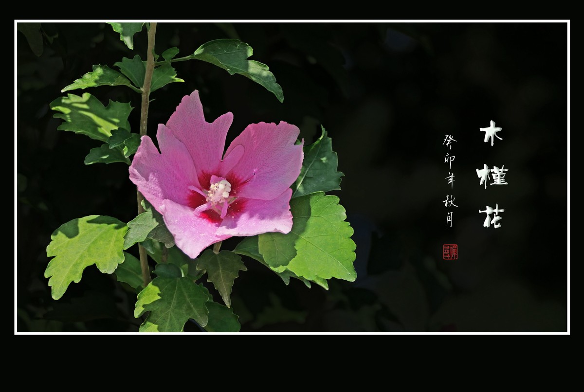 朝开夕合枝头俏，夏末秋初不争春