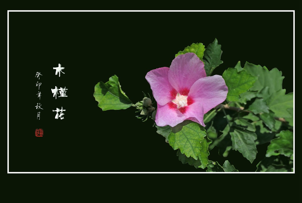 朝开夕合枝头俏，夏末秋初不争春