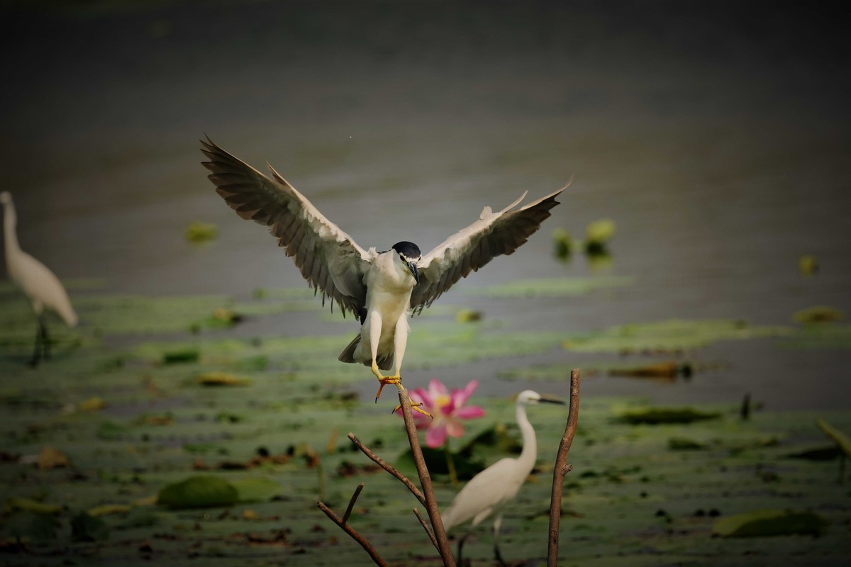 摄影小故事——一只夜鹭的尴尬事儿！