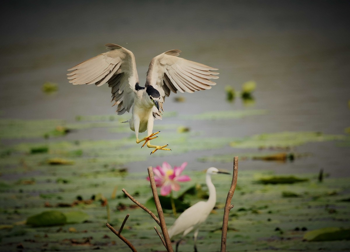 摄影小故事——一只夜鹭的尴尬事儿！