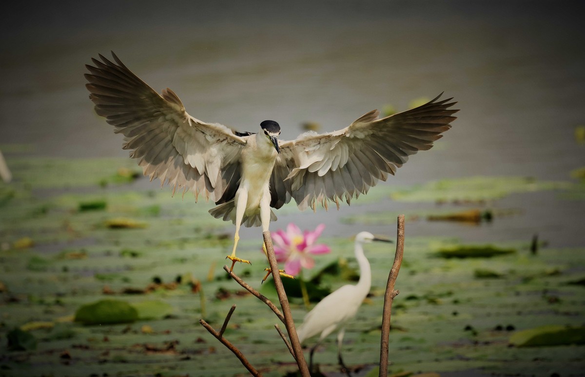 摄影小故事——一只夜鹭的尴尬事儿！
