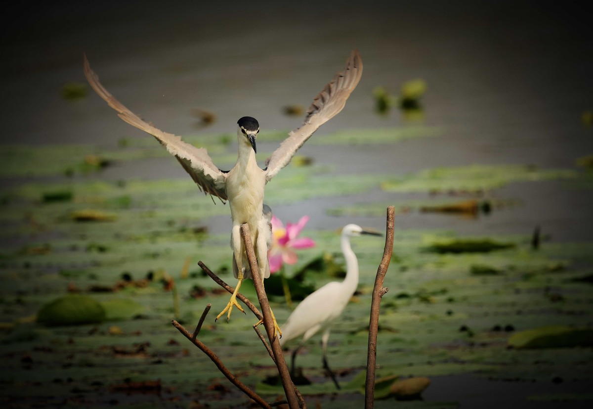 摄影小故事——一只夜鹭的尴尬事儿！