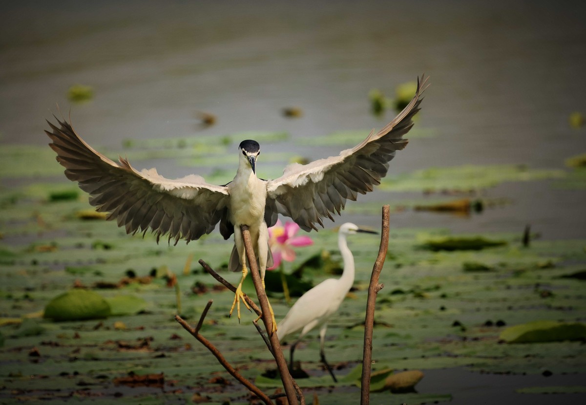 摄影小故事——一只夜鹭的尴尬事儿！