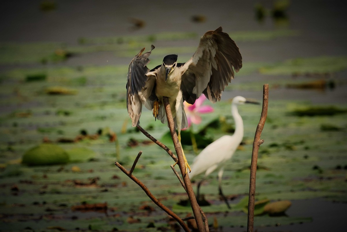 摄影小故事——一只夜鹭的尴尬事儿！