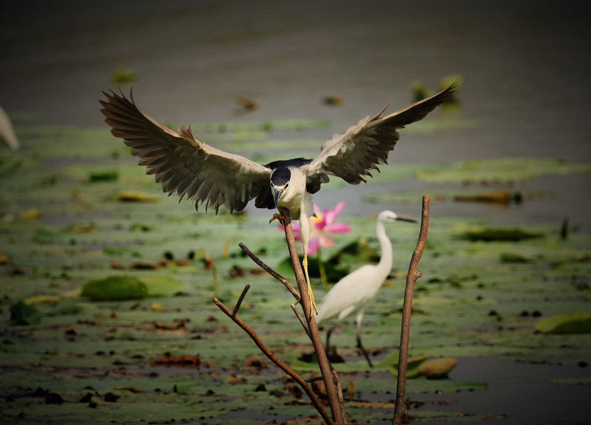 摄影小故事——一只夜鹭的尴尬事儿！