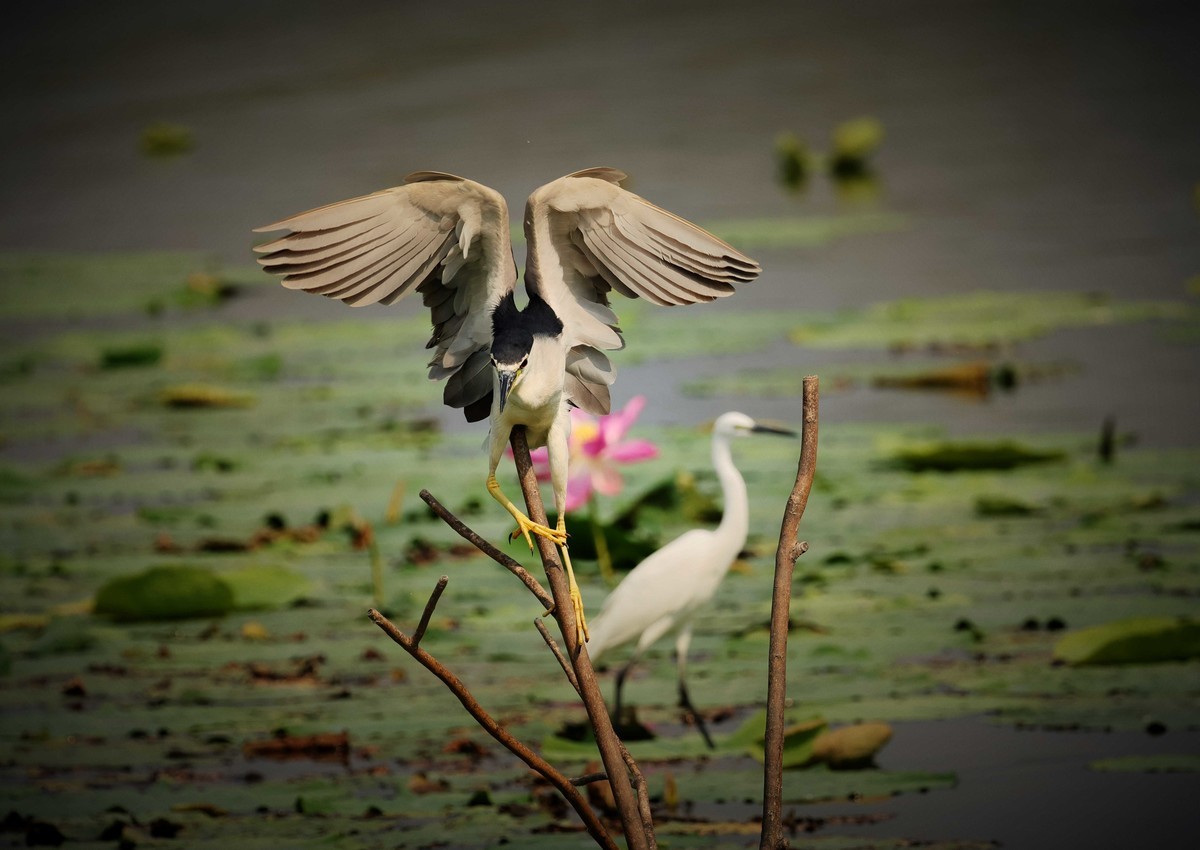 摄影小故事——一只夜鹭的尴尬事儿！