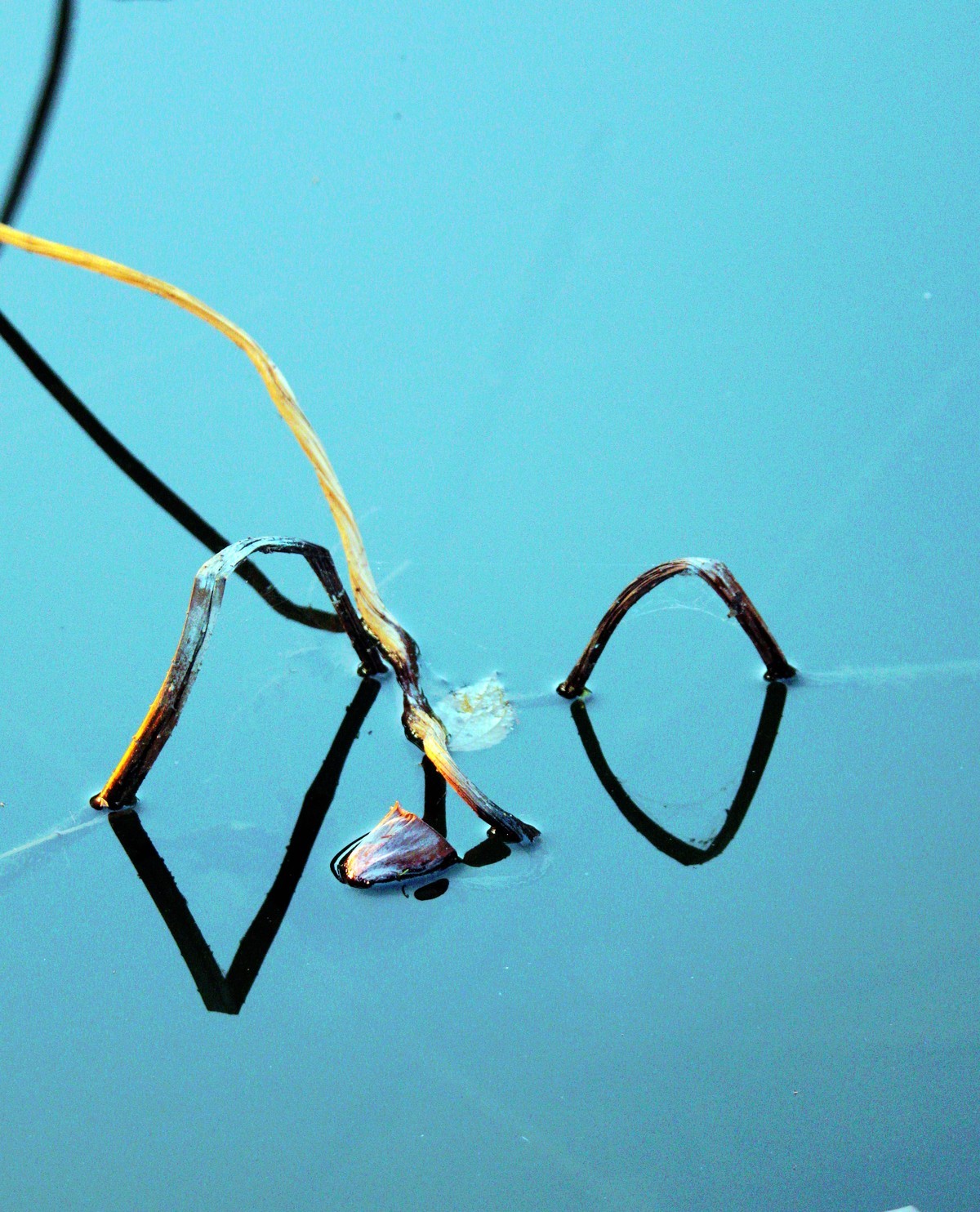 普者黑景区的残荷也很美