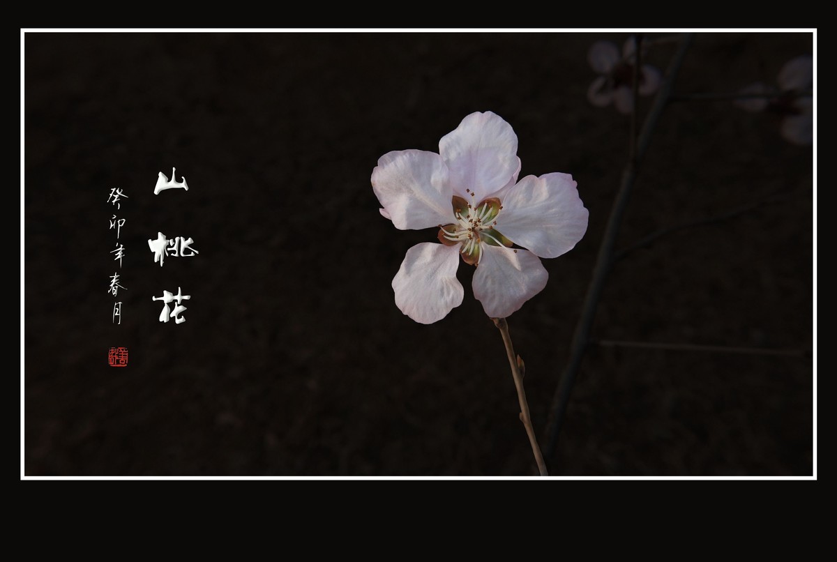 窈窕秀美的山桃花