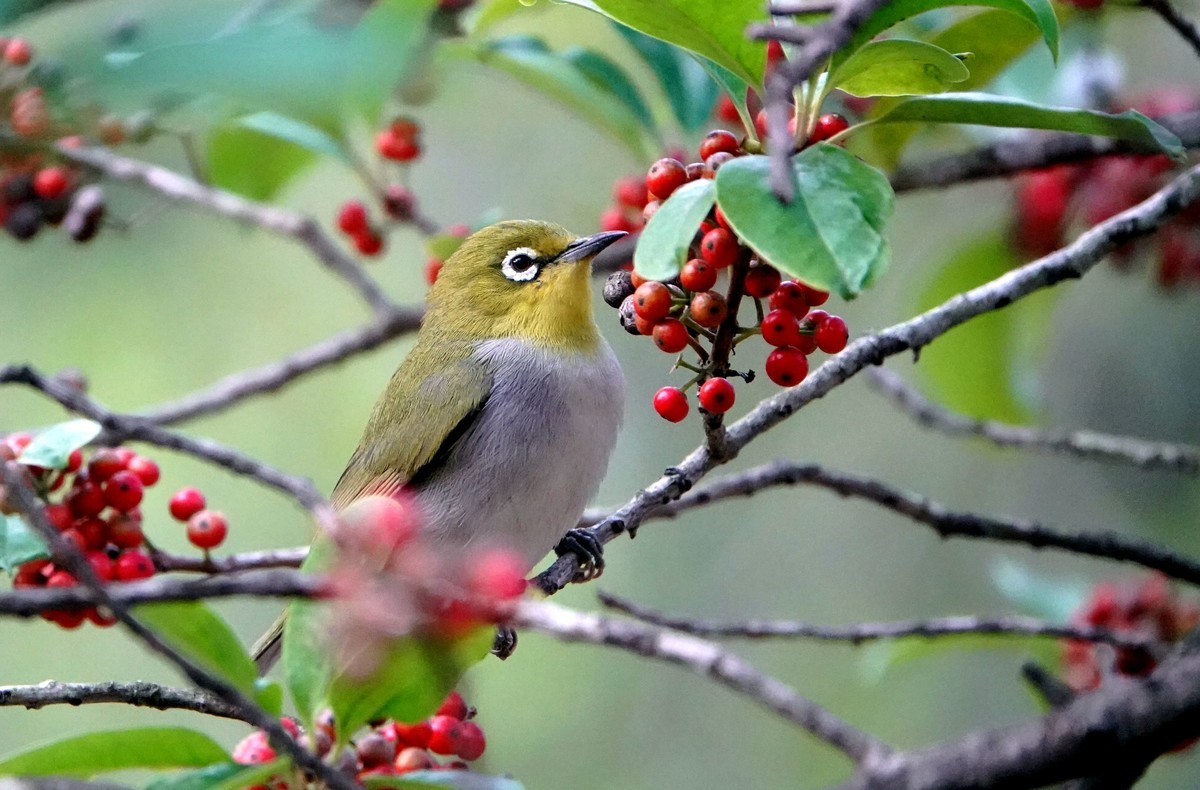 铁冬青上的绣眼