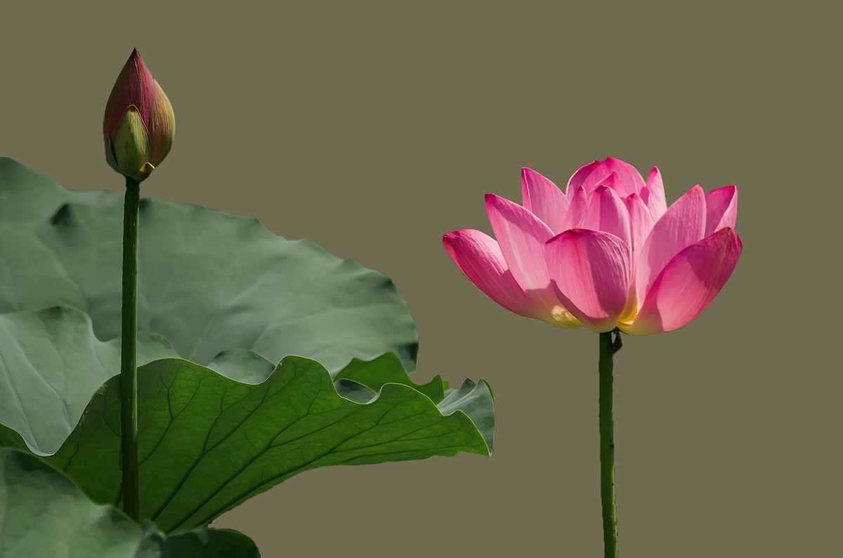 郫都 · 望丛祠 · 观荷