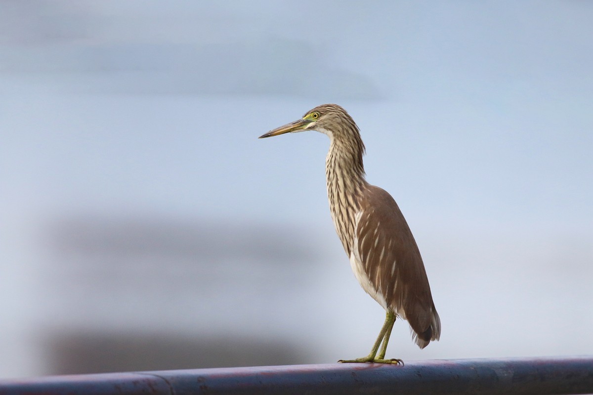 1030 一梭子拍大鸟-池鹭
