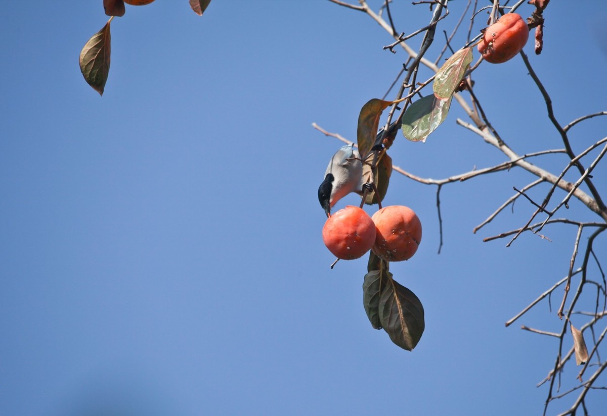 元宵佳节——喜鹊登枝●事事如意