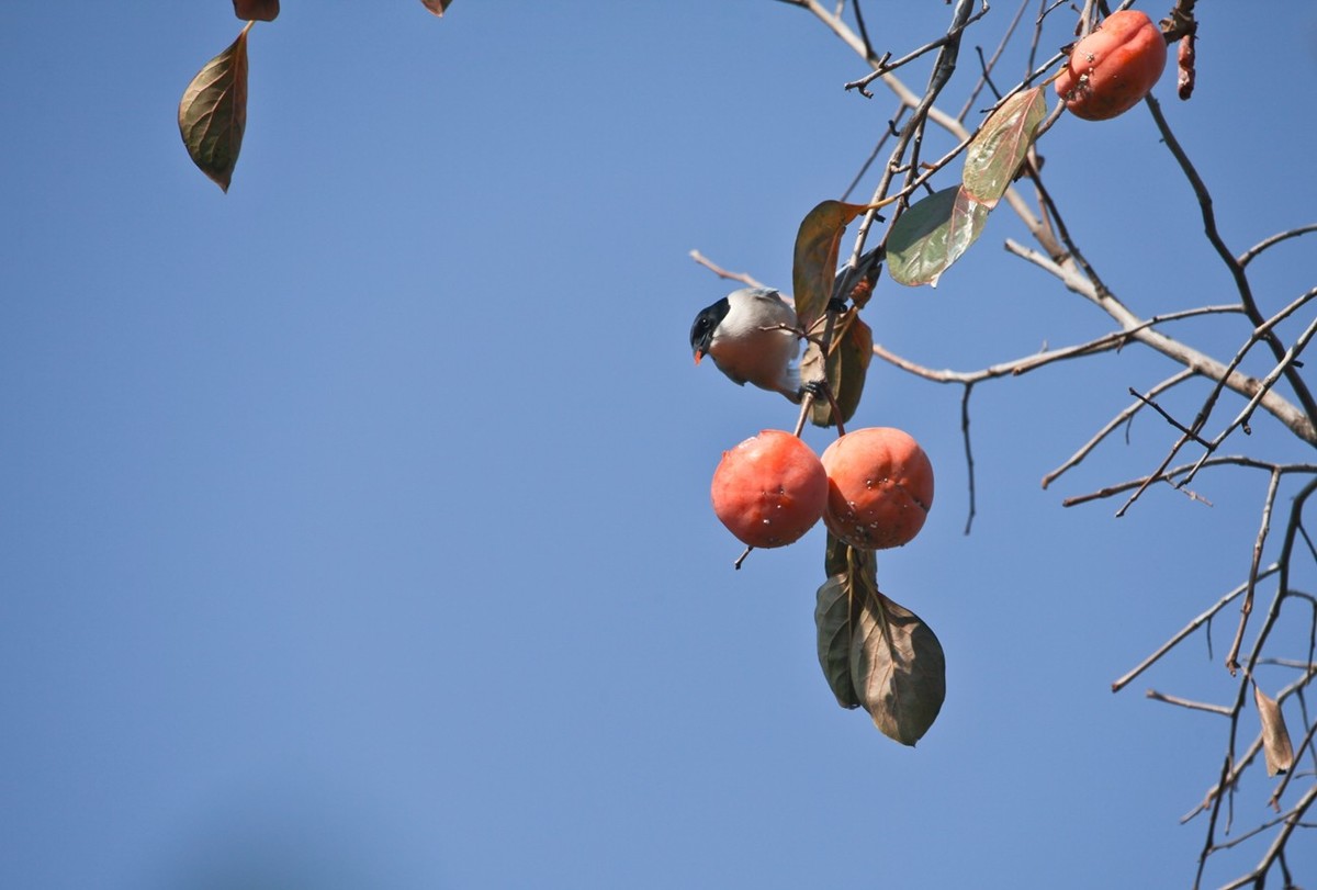元宵佳节——喜鹊登枝●事事如意