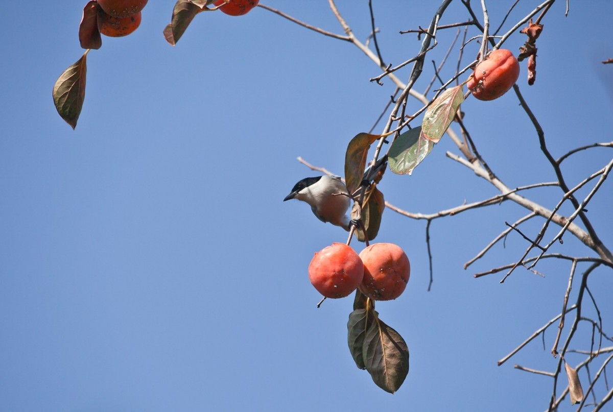 元宵佳节——喜鹊登枝●事事如意