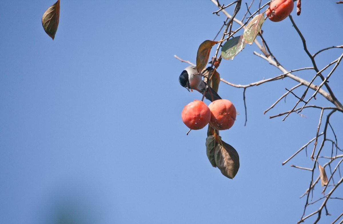 元宵佳节——喜鹊登枝●事事如意
