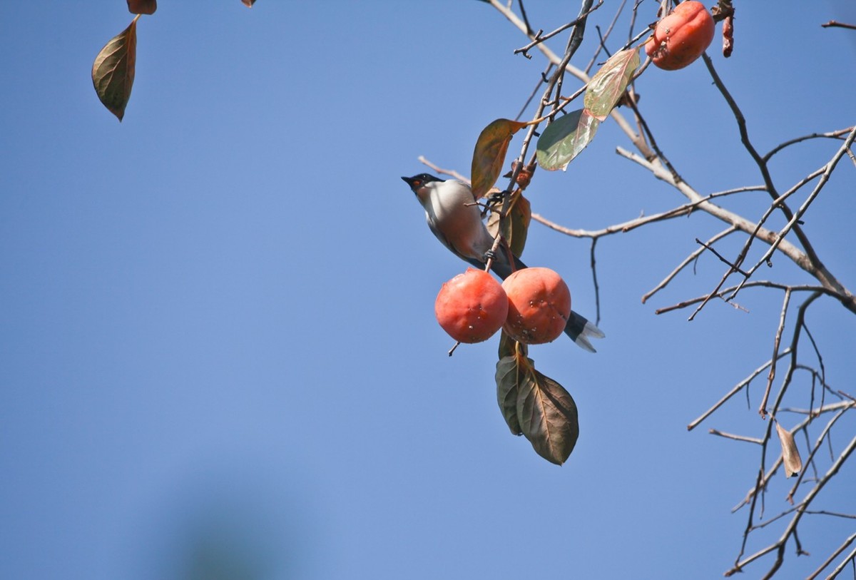 元宵佳节——喜鹊登枝●事事如意