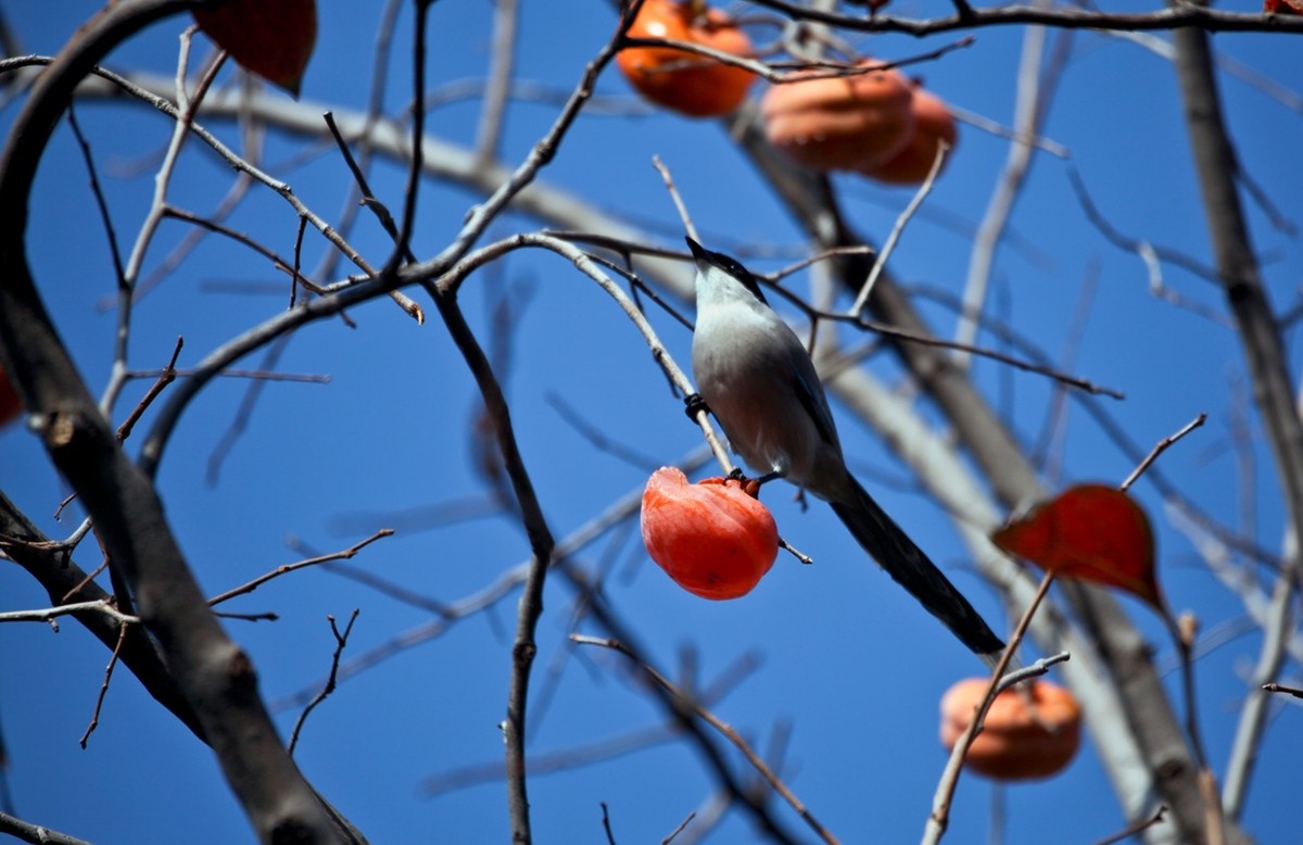 元宵佳节——喜鹊登枝●事事如意