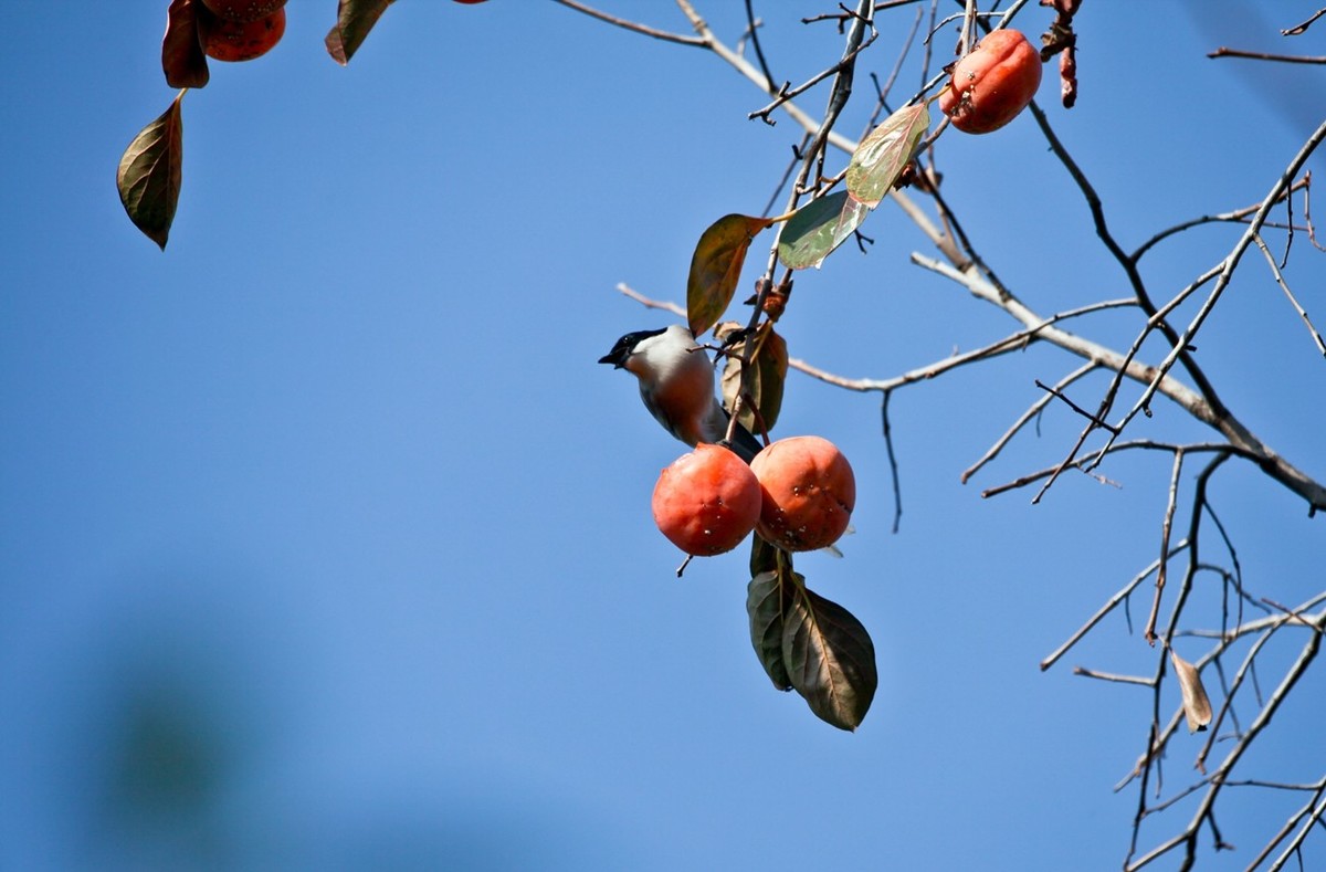 元宵佳节——喜鹊登枝●事事如意
