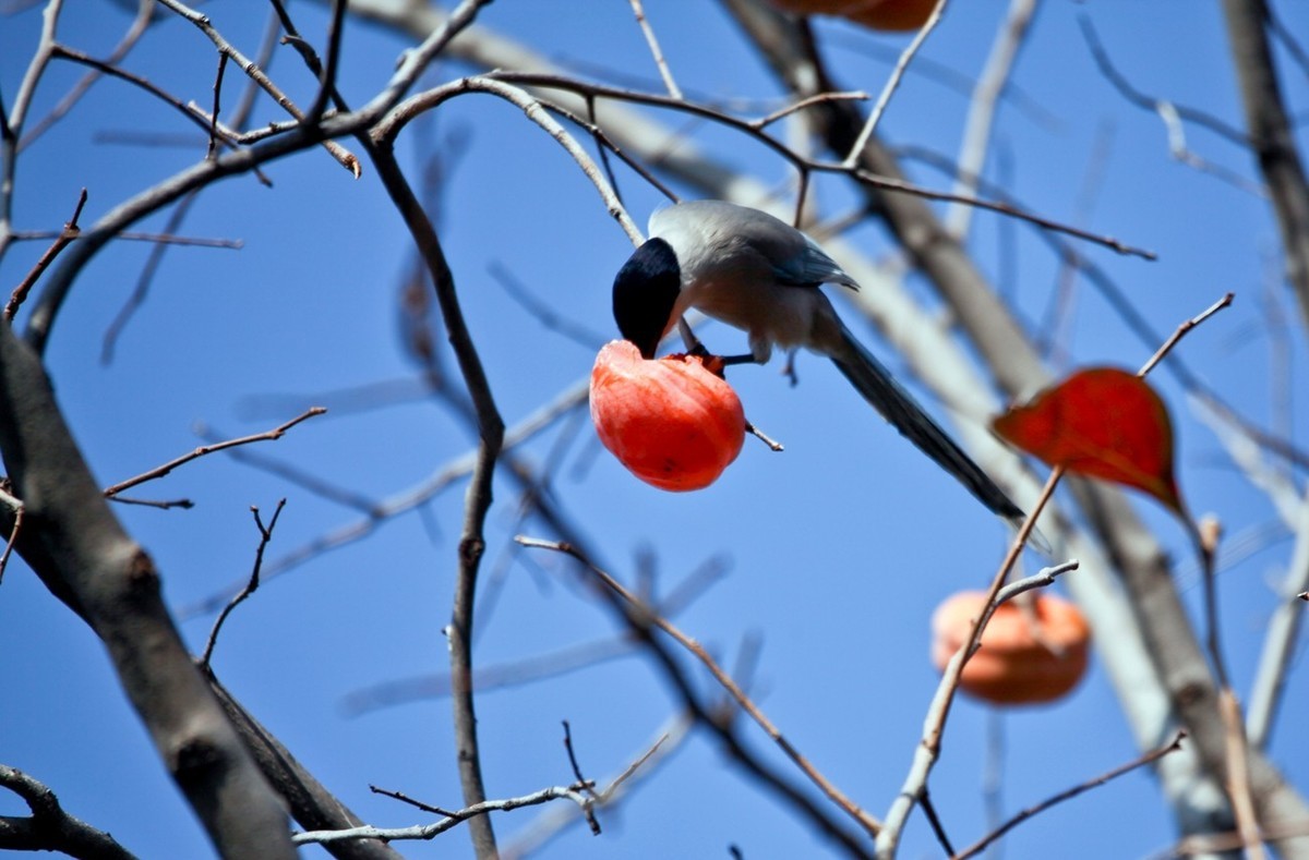 元宵佳节——喜鹊登枝●事事如意
