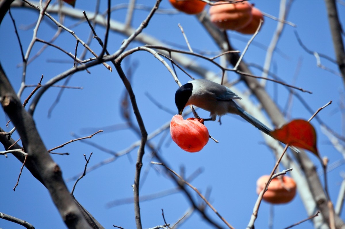 元宵佳节——喜鹊登枝●事事如意