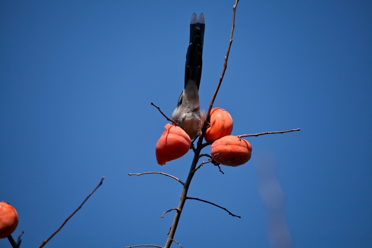 元宵佳节——喜鹊登枝●事事如意
