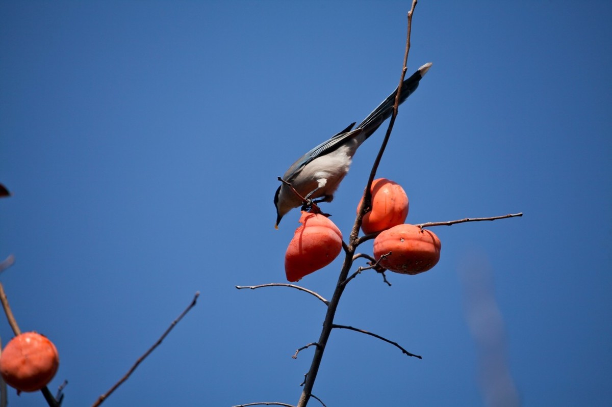 元宵佳节——喜鹊登枝●事事如意