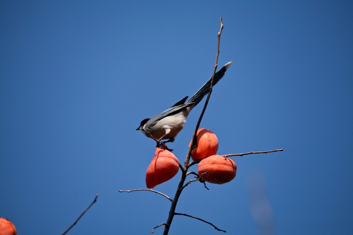 元宵佳节——喜鹊登枝●事事如意