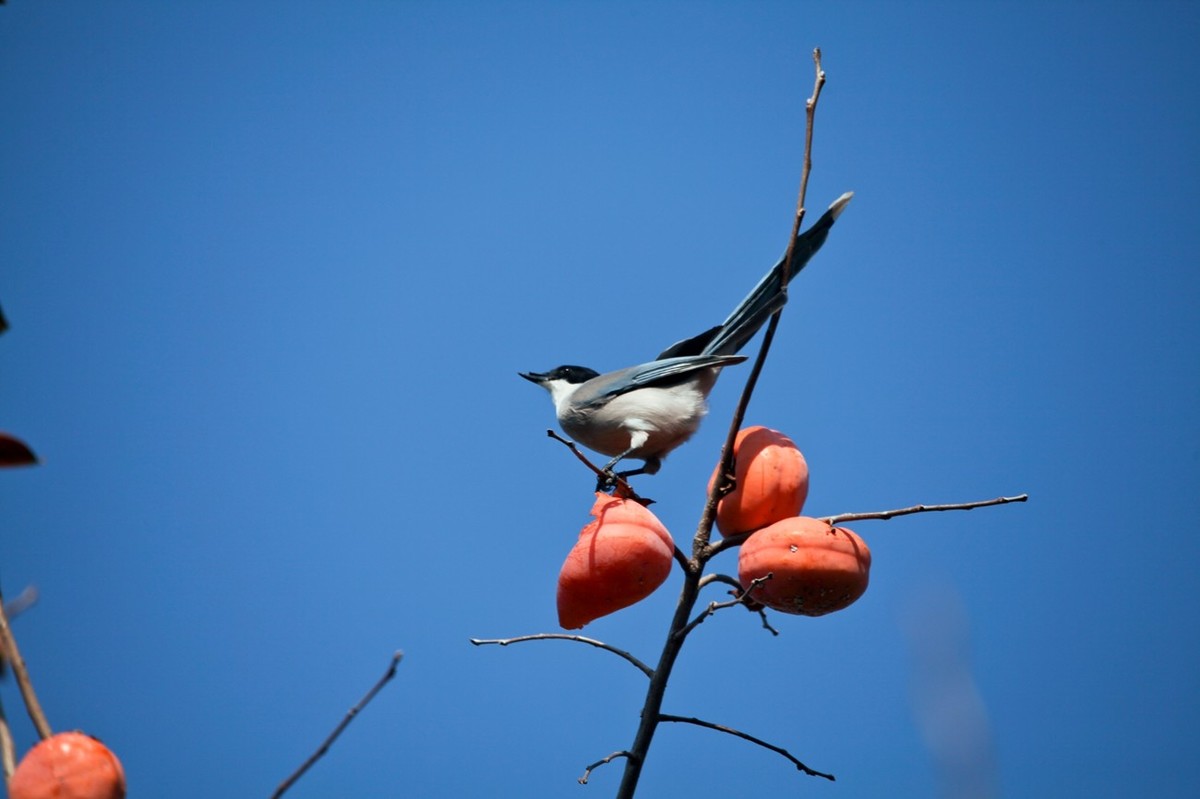 元宵佳节——喜鹊登枝●事事如意