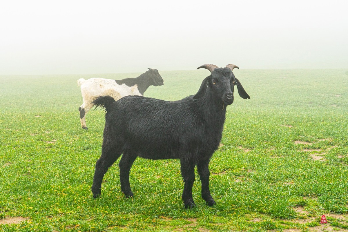 重庆游记（四）武隆仙女山