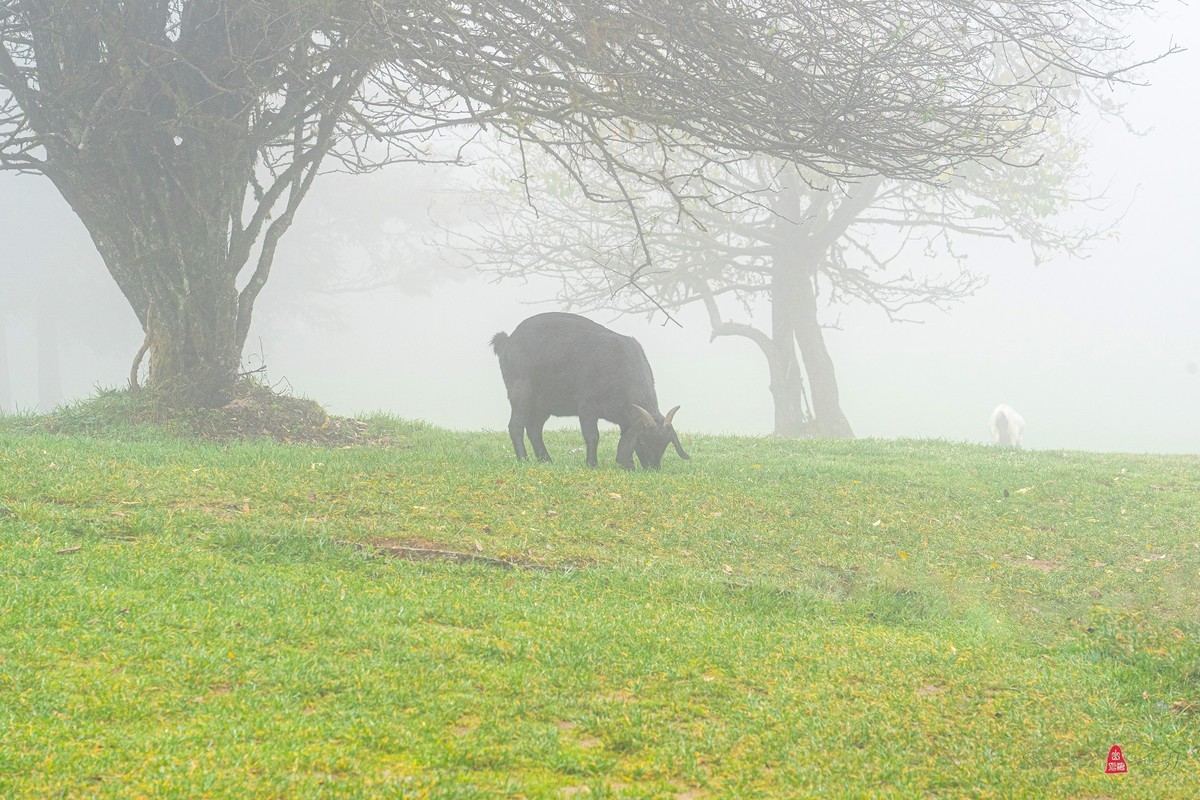 重庆游记（四）武隆仙女山