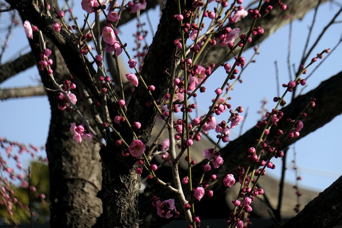 东湖梅花园五
