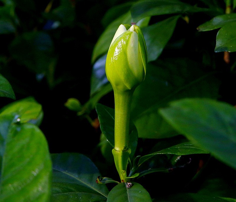 《不老松：纪实摄影》栀子花！