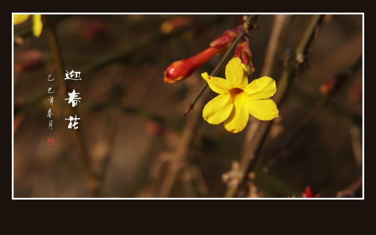 金光闪闪的迎春花