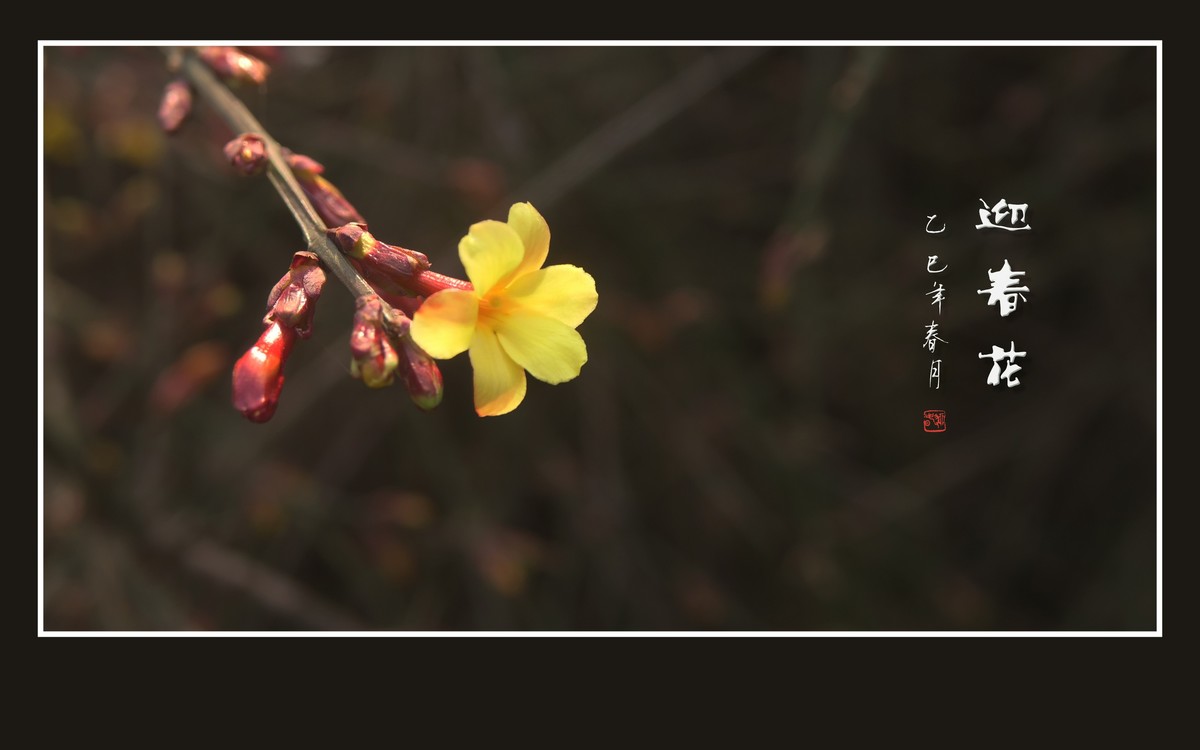 金光闪闪的迎春花