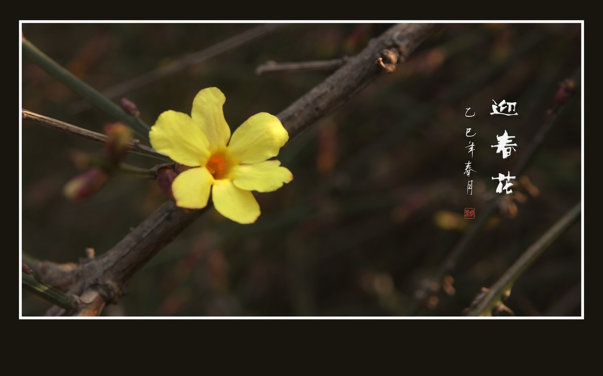 金光闪闪的迎春花