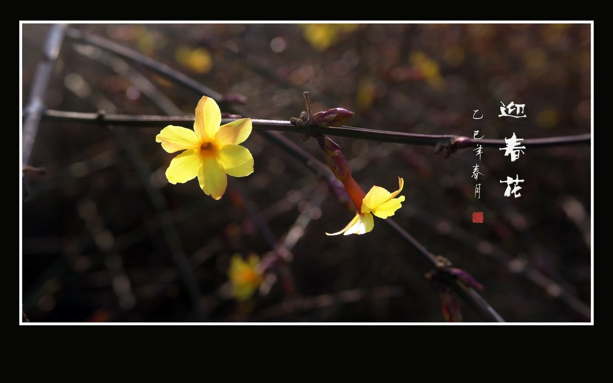 金光闪闪的迎春花