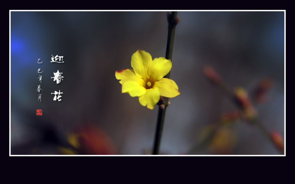 金光闪闪的迎春花