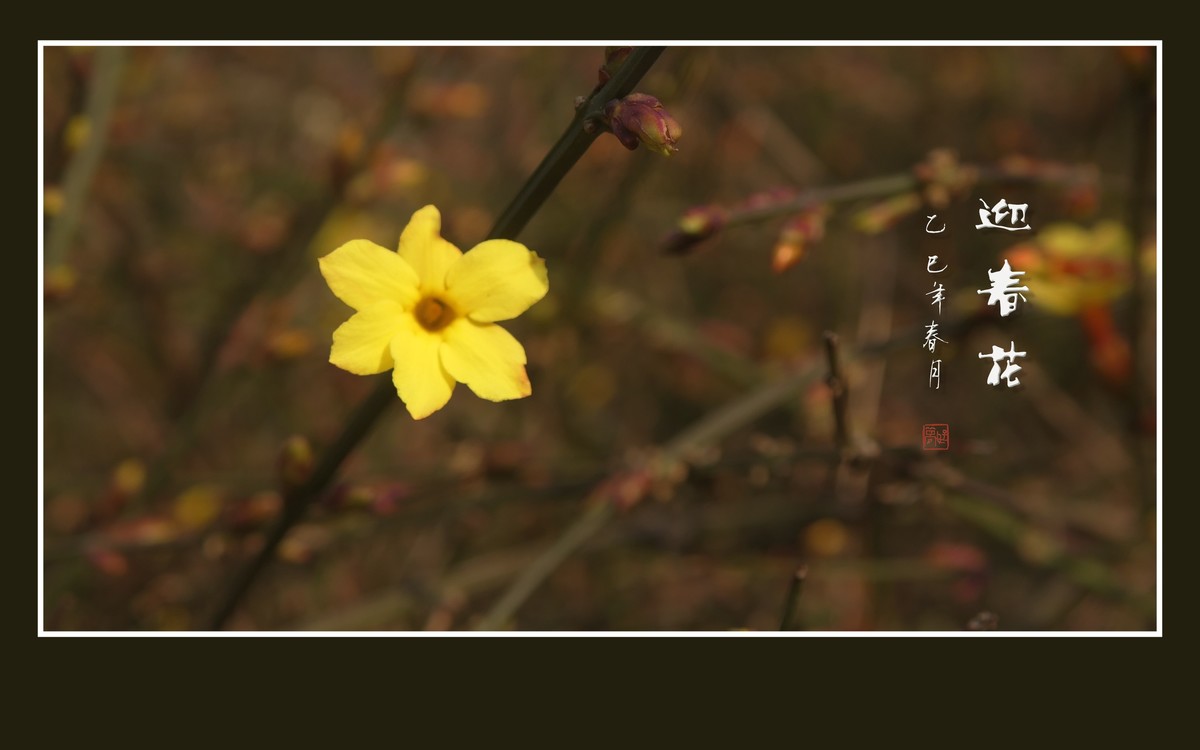 金光闪闪的迎春花