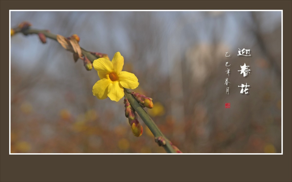 金光闪闪的迎春花