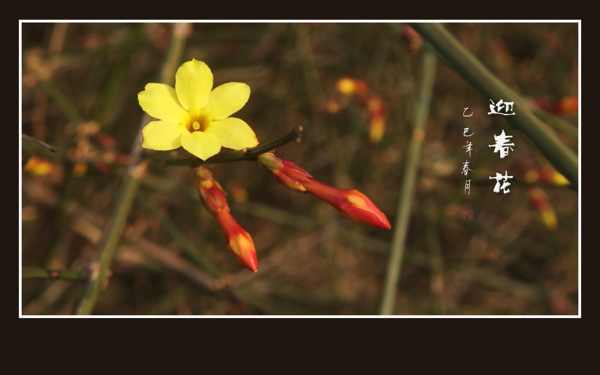 金光闪闪的迎春花