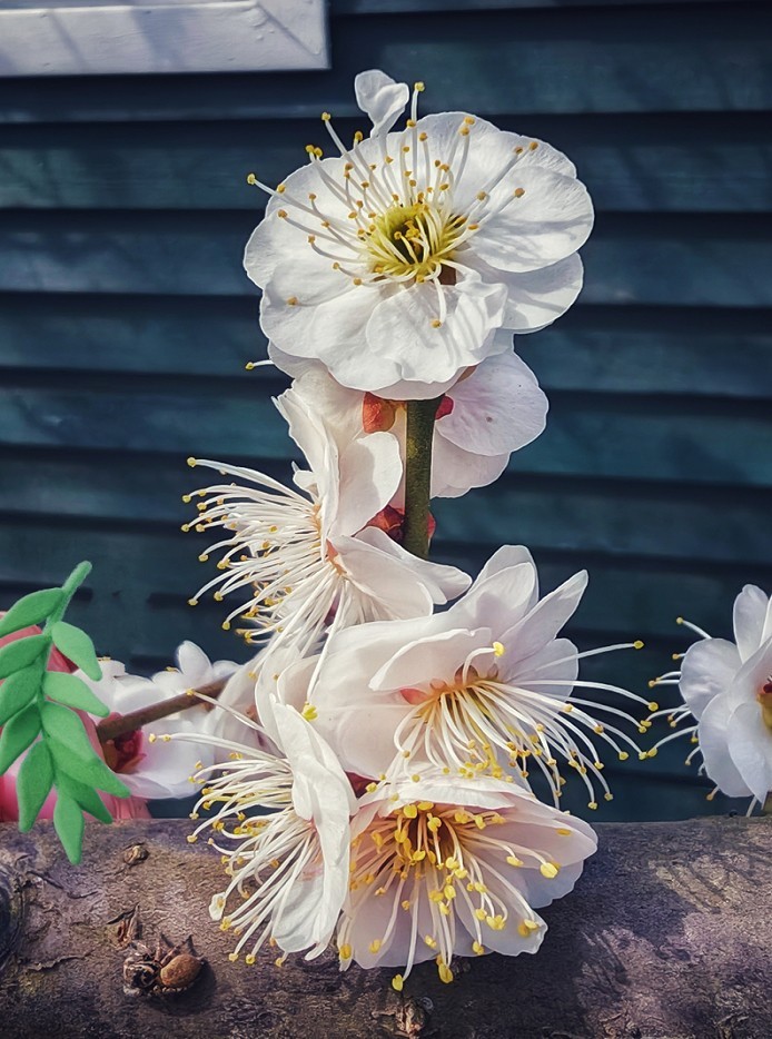 2025四月初春《春暖花开》迎来新的一年春季。