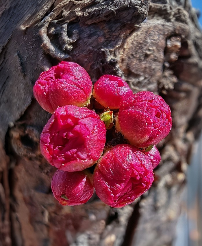 2025四月初春《春暖花开》迎来新的一年春季。