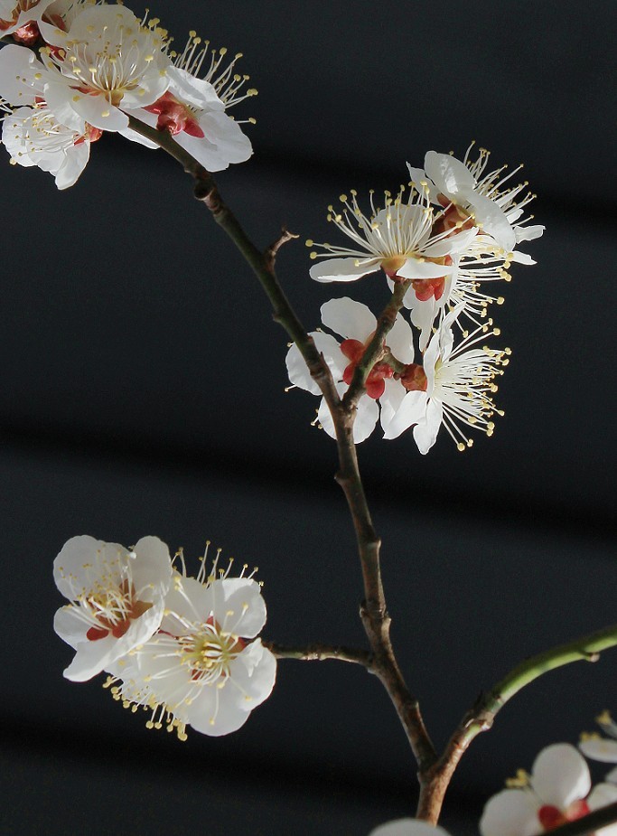 2025四月初春《春暖花开》迎来新的一年春季。