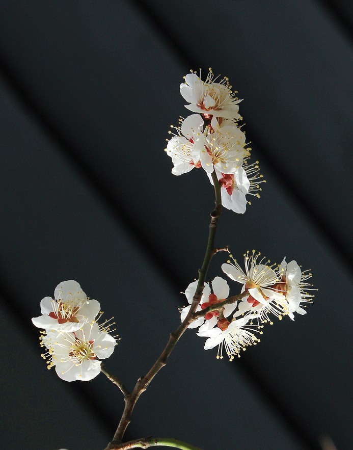 2025四月初春《春暖花开》迎来新的一年春季。