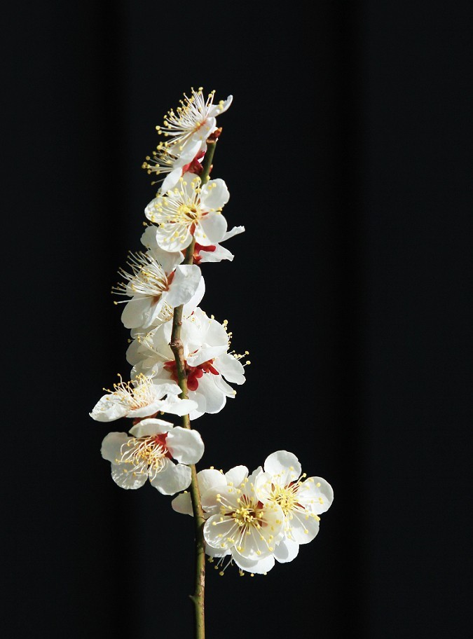 2025四月初春《春暖花开》迎来新的一年春季。