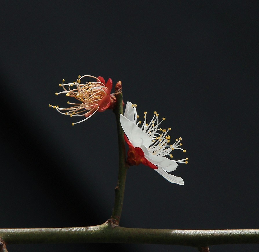 2025四月初春《春暖花开》迎来新的一年春季。