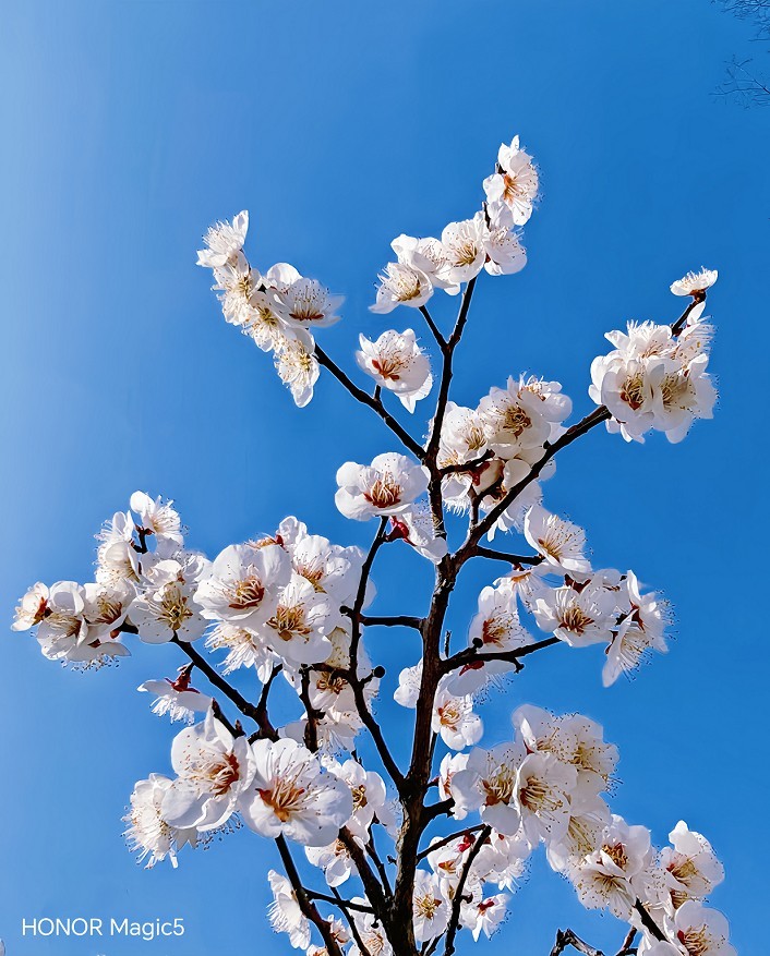 2025四月初春《春暖花开》迎来新的一年春季。