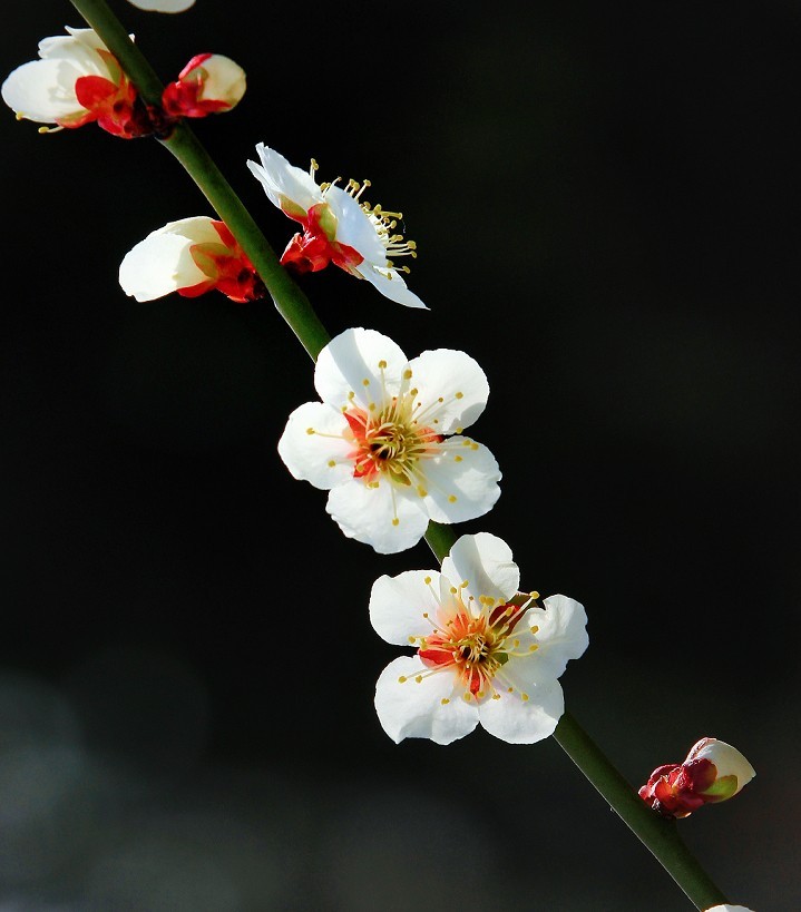 2025四月初春《春暖花开》迎来新的一年春季。