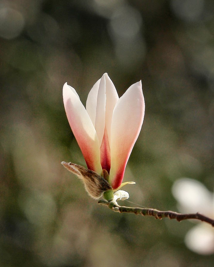 2025四月初春《春暖花开》迎来新的一年春季。